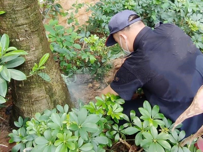 博罗县装修预防白蚁_博罗县住建局房屋白蚁预防施工方案