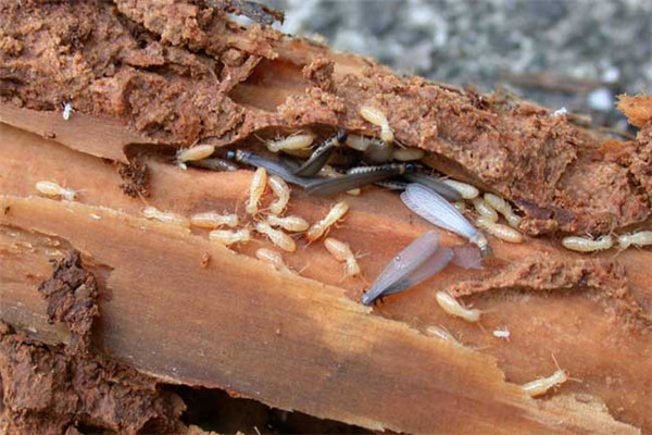 海珠区白蚁防治中心丨广州海珠灭白蚁公司彻底消杀白蚁专家