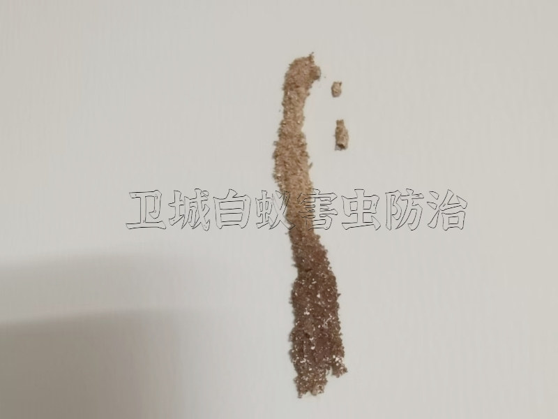 深圳宝安西乡白蚁防治中心丨卫城{除虫经验丰富}西乡灭白蚁公司